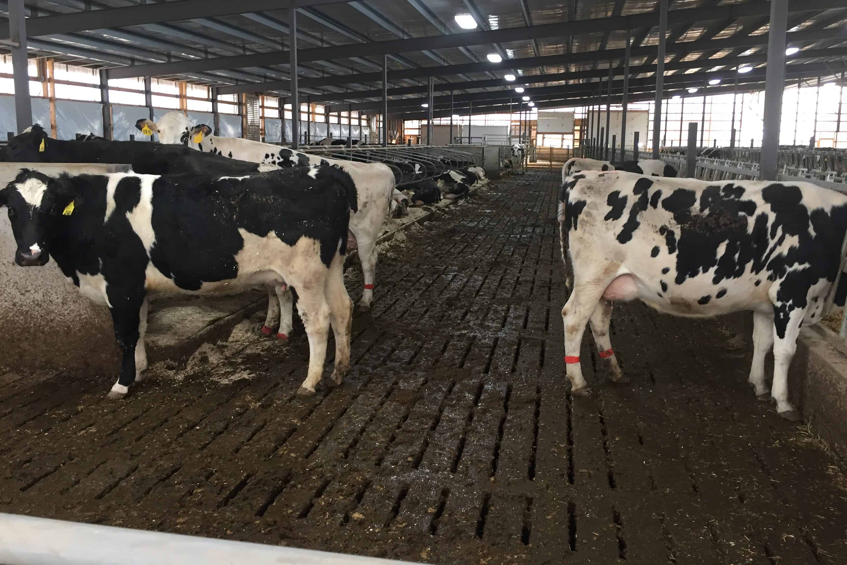 Slatted Floor Manure Storage Dairy Stalls Cattle Rem Jem Precast Concrete
