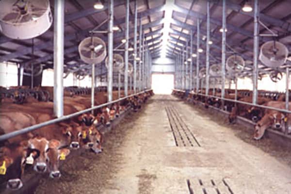 500 Cow Manure Storage System